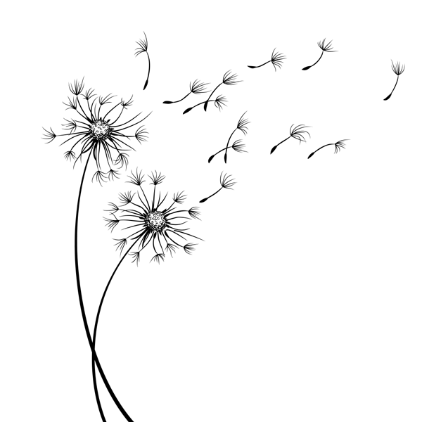 Dandelions